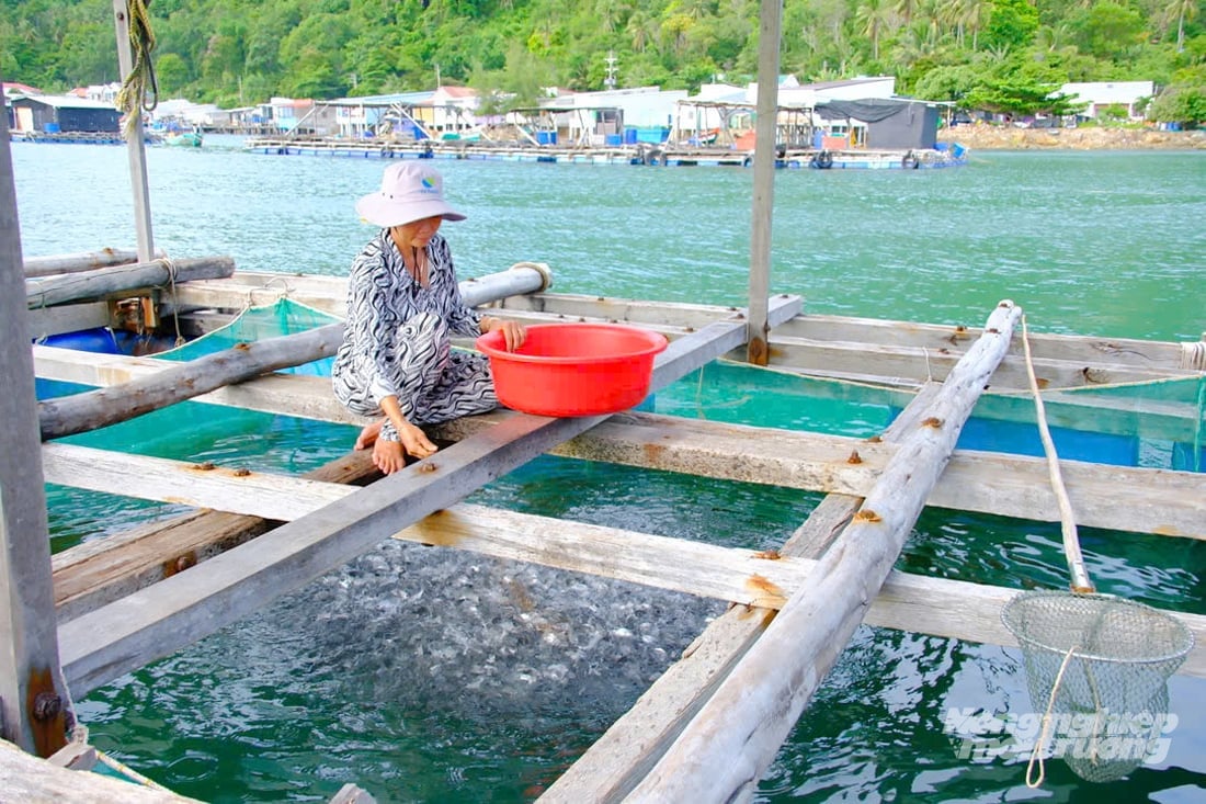 Ngư dân Hòn Nghệ chăm sóc cá trong lồng bè truyền thống bằng gỗ. Ảnh: Lê Hoàng Vũ.