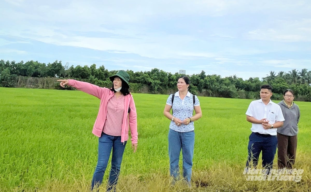 Giám đốc Trung tâm Khuyến nông An Giang Huỳnh Đào Nguyên (bìa trái) cùng cán bộ chuyên môn khảo sát mô hình sản xuất lúa chất lượng cao, phát thải thấp tại xã Vĩnh Gia, An Giang. Ảnh: Lê Hoàng Vũ.