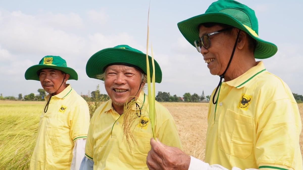 Lão nông Lý Văn Châu (giữa) cùng các lão nông xã Tiên Bình cười rạng rỡ bên những bông lúa trĩu hạt nhờ mạnh dạn bón phân cân đối và xử lý đất kỹ từ đầu vụ. Ảnh: HTX.