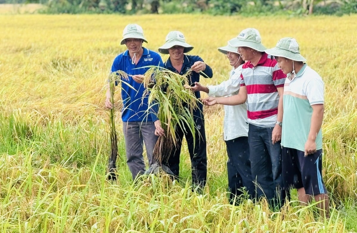 Nông dân địa phương tham quan ruộng lúa của gia đình ông Khẩn. Ảnh: HTX.