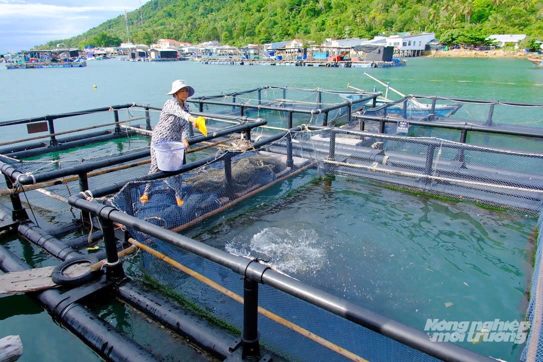 Một mô hình ứng dụng lồng HDPE nuôi cá và trồng rong sụn. Ảnh: Lê Hoàng Vũ.