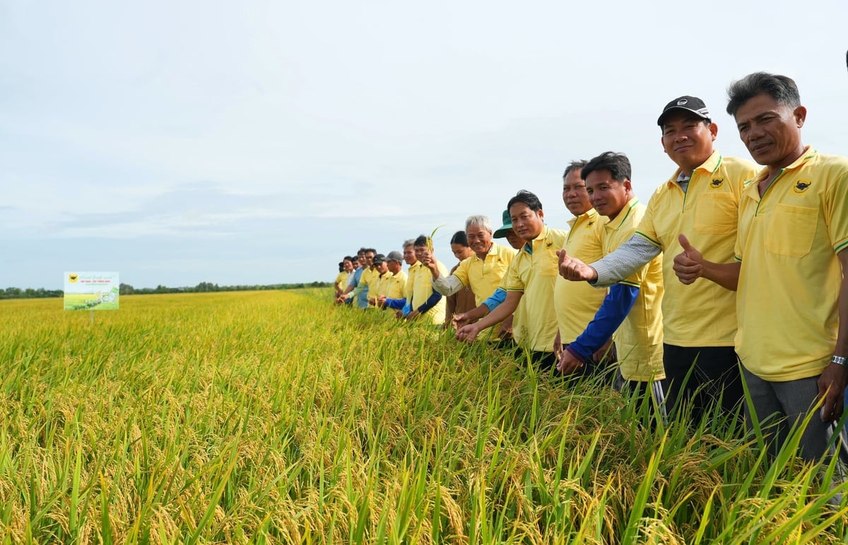 Đại biểu, cán bộ kỹ thuật và nông dân tham quan ruộng trình diễn tại HTX Nông nghiệp Thuận Phú. Ảnh: HTX.