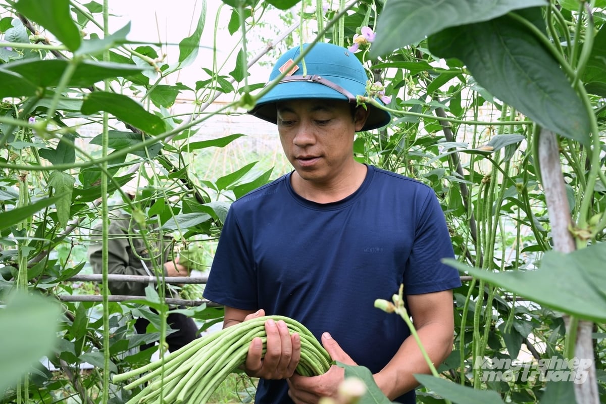 Anh Nguyễn Xuân Huy kiểm tra đỗ dài tại vùng sản xuất liên kết của HTX Nông nghiệp tổng hợp Noong Luống ở xã Thanh Yên, tỉnh Điện Biên. Ảnh: Trần Hương.