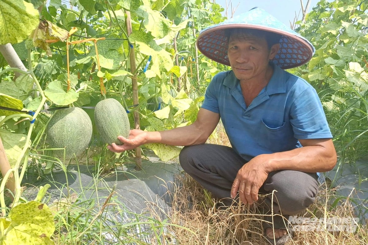 Ông Anh dành thời gian và tâm huyết để chăm sóc vườn dưa. Ảnh: Quốc Toản. Ông Anh dành thời gian và tâm huyết để chăm sóc vườn dưa. Ảnh: Quốc Toản.