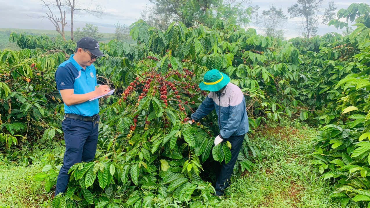 Canh tác cà phê hữu cơ không chỉ giúp giảm phát thải mà còn giúp tăng tuổi thọ vườn cây và bảo vệ môi trường. Ảnh: M.P. Canh tác cà phê hữu cơ không chỉ giúp giảm phát thải mà còn giúp tăng tuổi thọ vườn cây và bảo vệ môi trường. Ảnh: M.P.