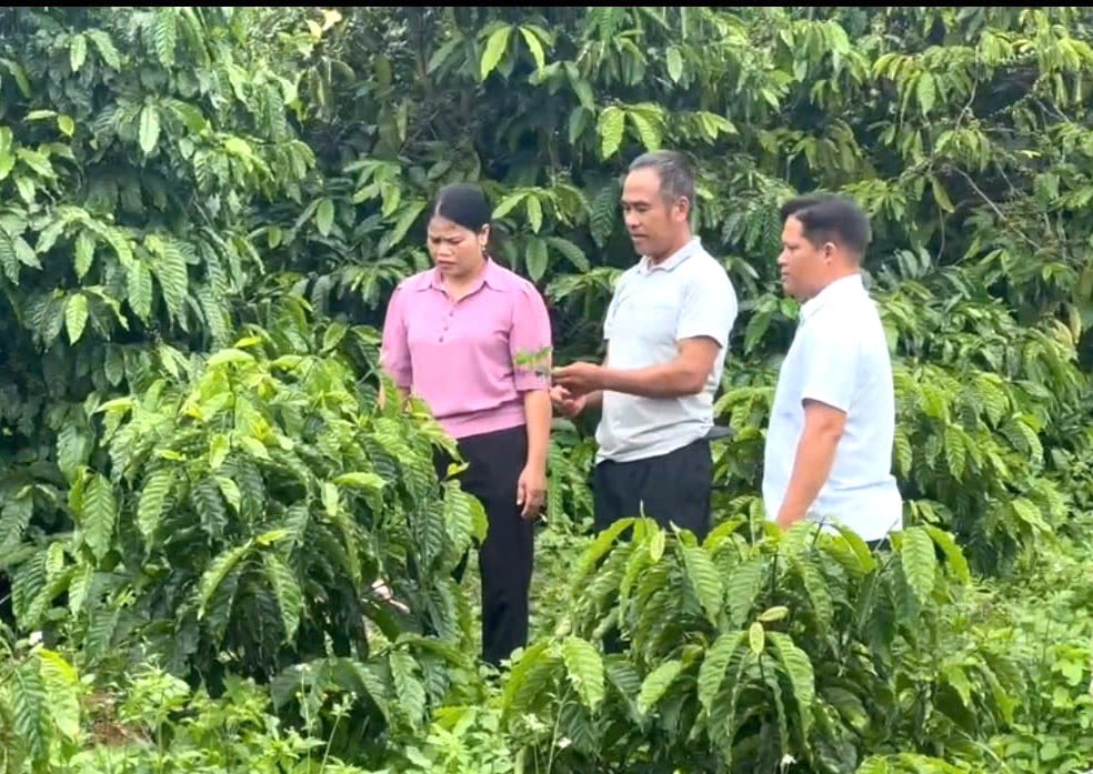 Cà phê hướng hữu cơ giảm 70% phân bón hóa học, tác nhân gây phát thải chính trong canh tác cà phê. Ảnh: Tuấn Anh. Cà phê hướng hữu cơ giảm 70% phân bón hóa học, tác nhân gây phát thải chính trong canh tác cà phê. Ảnh: Tuấn Anh.