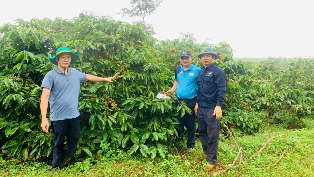 Những năm qua Viện WASI triển khai rất nhiều mô hình cà phê giảm phát thải tại Tây Nguyên. Ảnh: P.C.
