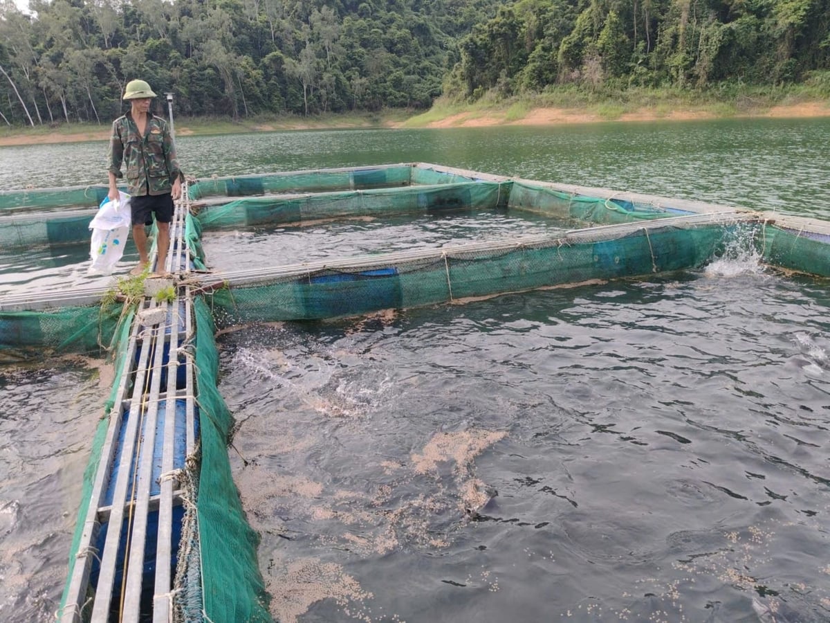 Cá nheo Mỹ đang phát triển rất tốt tại mô hình của anh Trần Xuân Thái. Ảnh: Đình Tiệp.