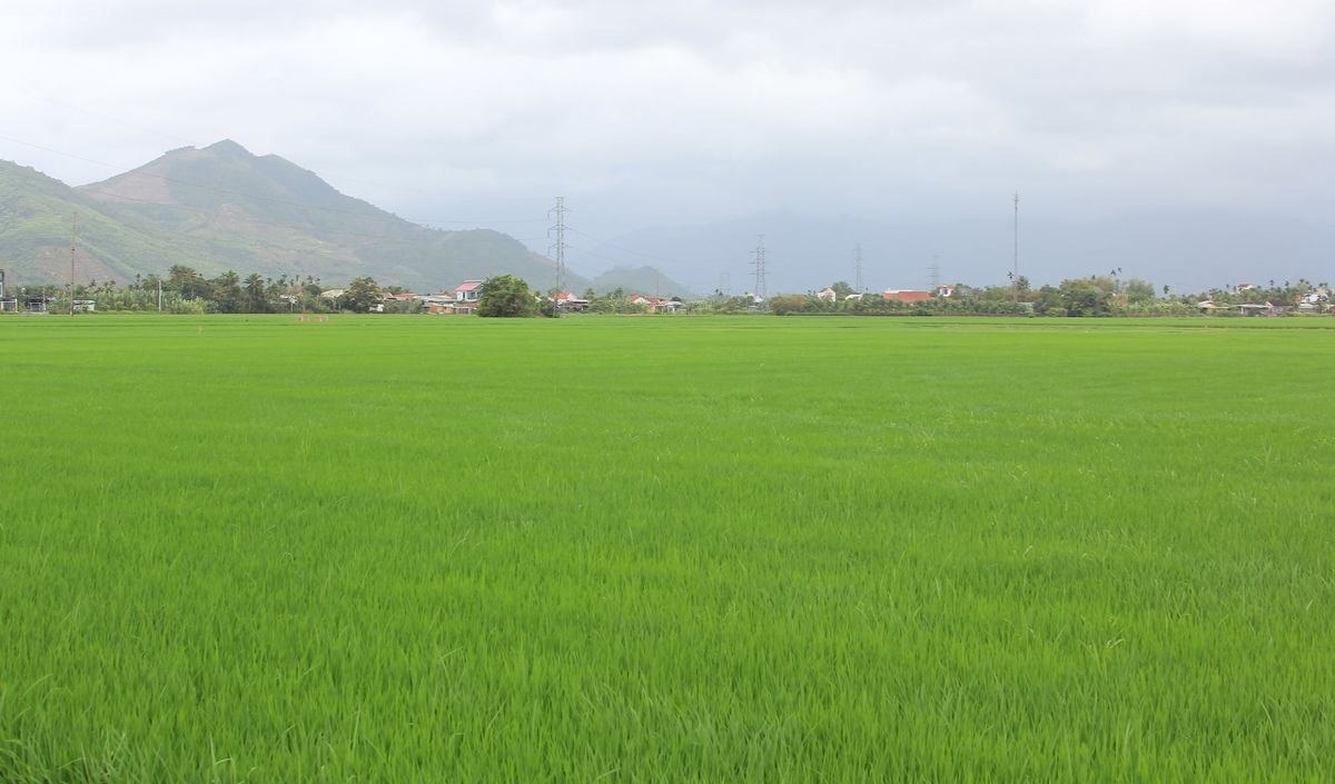 Ngành chuyên môn khuyến cáo nông dân duy trì mực nước trong ruộng ở mức vừa phải, không quá 5cm. Ảnh: Phương Chi.