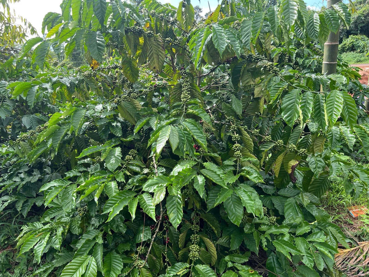 Rệp sáp, bọ cánh cứng, bệnh nấm hồng có khả năng phát sinh trên cây cà phê trong điều kiện vườn cây ẩm, tán lá rậm. Ảnh: Trung tâm Trồng trọt và Bảo vệ thực vật miền Trung.
