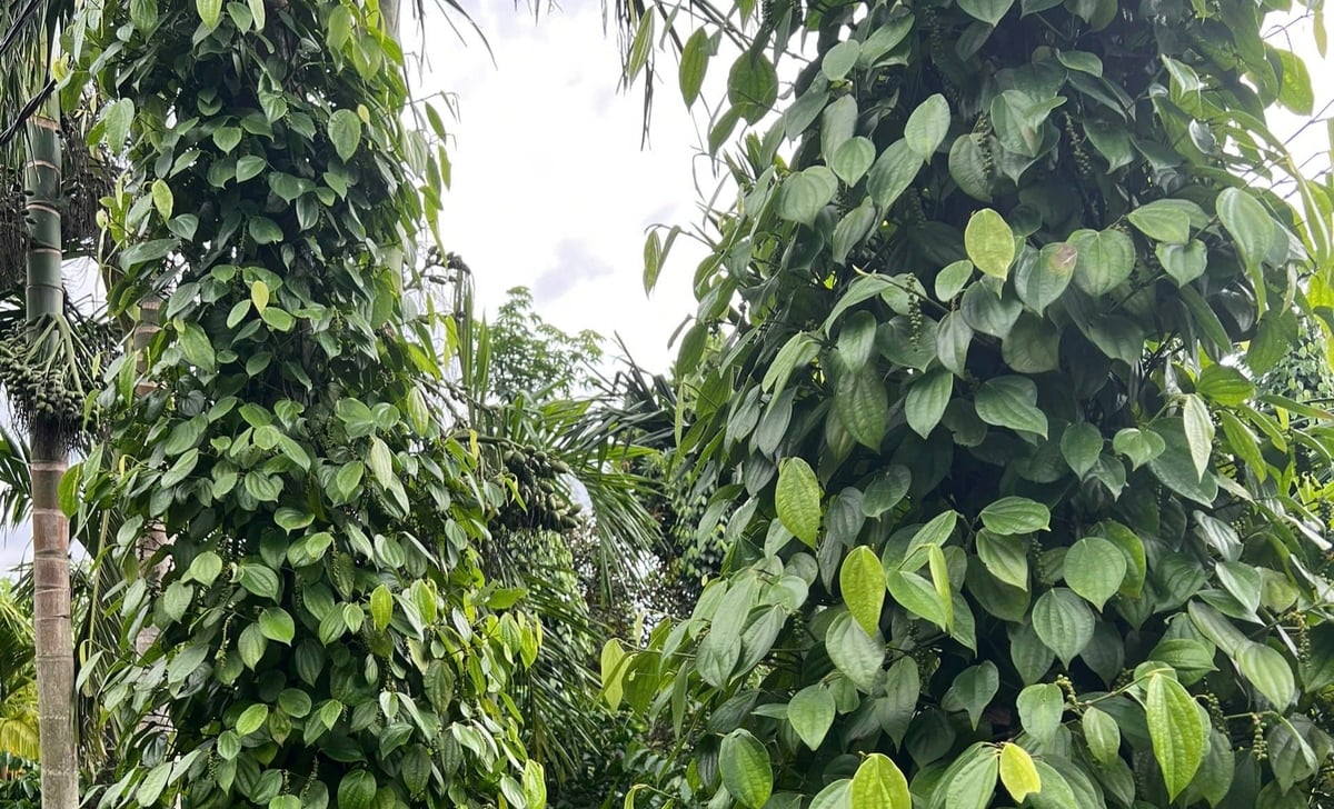 Người dân trồng hồ tiêu cần khơi thông hệ thống rãnh thoát nước, hạn chế úng. Ảnh: Trung tâm Trồng trọt và Bảo vệ thực vật miền Trung.