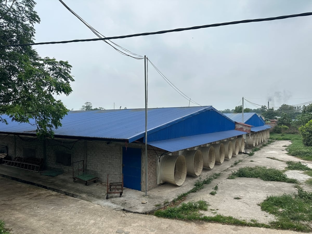 Một số trang trại chăn nuôi ở tỉnh Thái Nguyên đã đầu tư hệ thống chuồng quy mô lớn và hiện đại. Ảnh: Quang Linh.