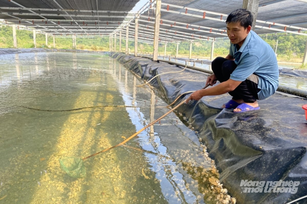 Quảng Ninh sở hữu nhiều lợi thế để phát triển nuôi ốc hương. Ảnh: Nguyễn Thành.