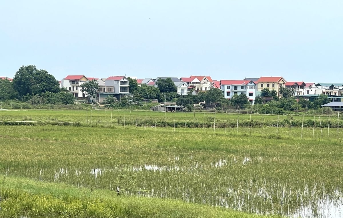 Nhiều diện tích trồng lúa bị bỏ hoang tại thôn Đức Nghĩa, xã Kiều Phú (Hà Nội). Ảnh: Trường Giang.