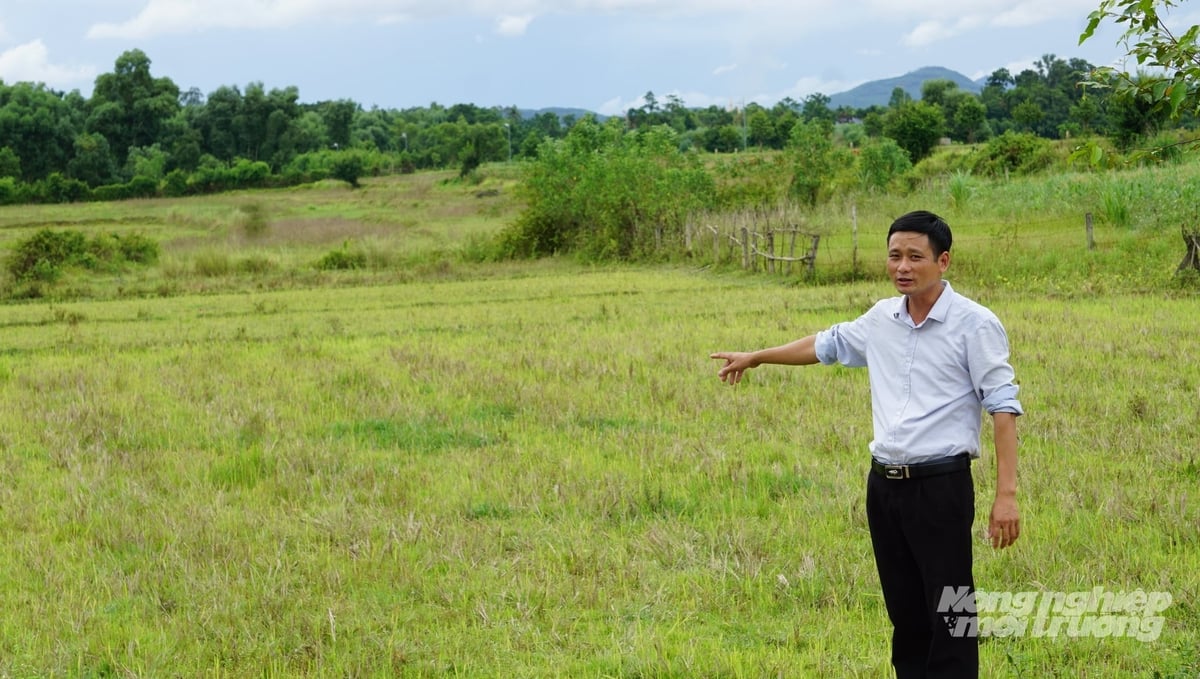 Trưởng thôn Lê Văn Tâm bên bờ ruộng bỏ hoang vụ hè thu. Ảnh: Quốc Toản.