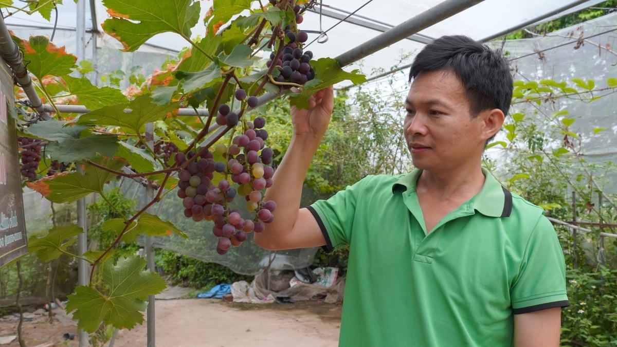 Dù có khó khăn, vất vả nhưng anh Liêm chưa bao giờ hối hận về quyết định làm nông nghiệp hữu cơ của mình. Ảnh: Minh Toàn. Dù có khó khăn, vất vả nhưng anh Liêm chưa bao giờ hối hận về quyết định làm nông nghiệp hữu cơ của mình. Ảnh: Minh Toàn.