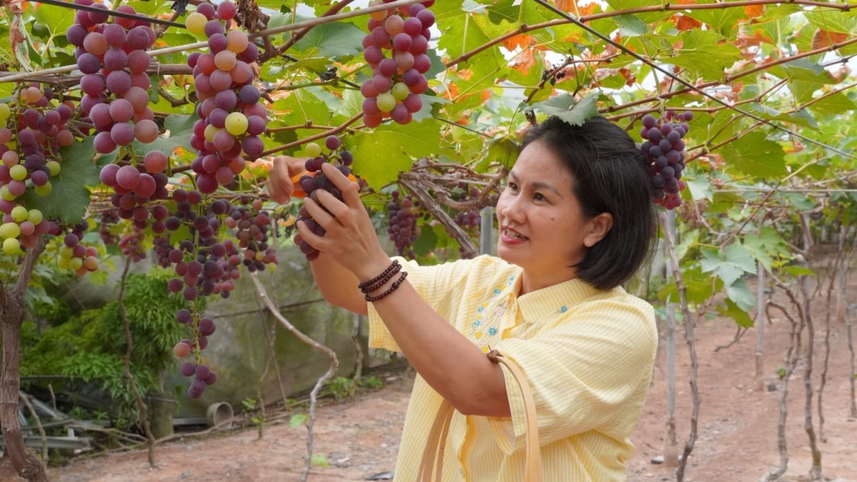 Khách tới tham quan mô hình của anh Liêm sẽ được trải nghiệm hái, ăn nho ngay tại vườn. Ảnh: Minh Toàn. Khách tới tham quan mô hình của anh Liêm sẽ được trải nghiệm hái, ăn nho ngay tại vườn. Ảnh: Minh Toàn.