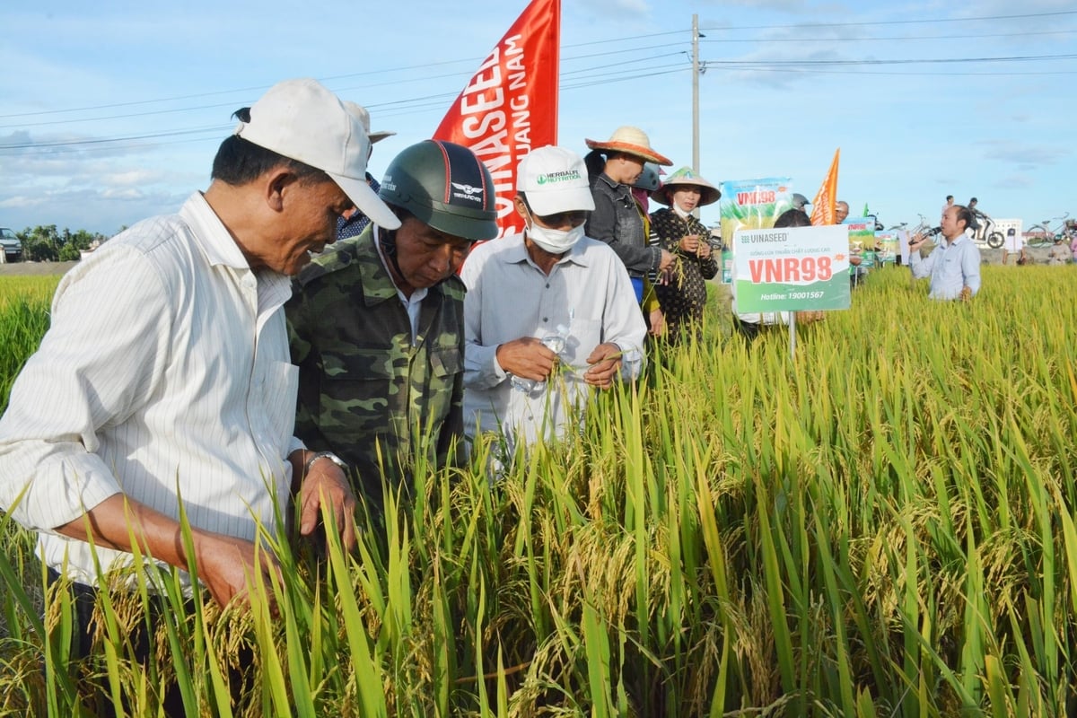 Nông dân Hòa Phong trực tiếp thăm đồng, đánh giá khả năng sinh trưởng của giống lúa VNR98. Ảnh: Lan Anh. 