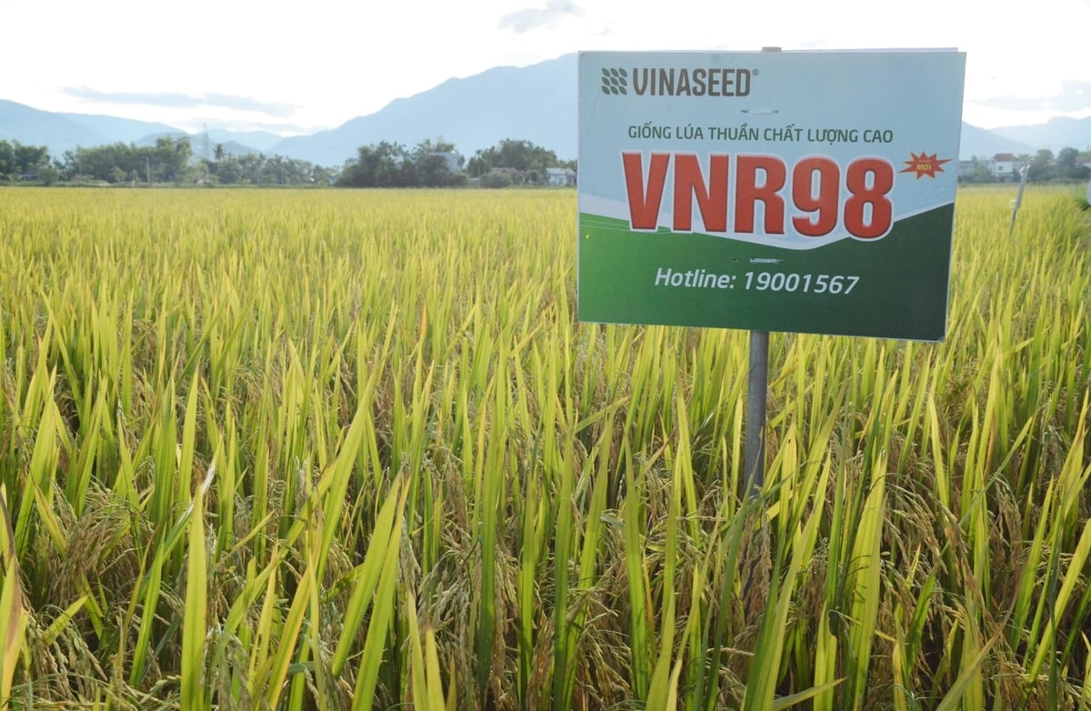 VNR98 sinh trưởng đồng đều, bộ lá đứng gọn, bông chắc hạt giữa vụ hè thu khắc nghiệt. Ảnh: Lan Anh.