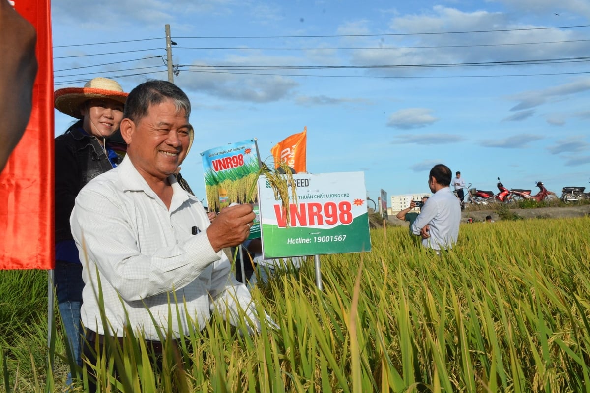 Nông dân Hòa Phong phấn khởi trước những tín hiệu tích cực từ giống lúa VNR98. Ảnh: Lan Anh.
