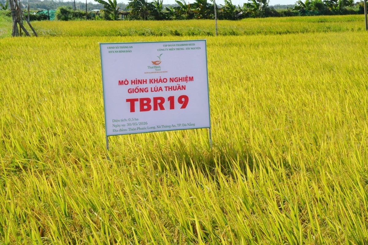 Ruộng lúa TBR19 vươn thẳng, trổ đều giữa vụ hè thu khắc nghiệt. Ảnh: Lan Anh. Ruộng lúa TBR19 vươn thẳng, trổ đều giữa vụ hè thu khắc nghiệt. Ảnh: Lan Anh.