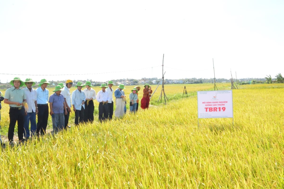 Nông dân tham quan mô hình trình diễn giống lúa TBR19 rất ấn tượng với những đặc tính nổi bật của giống lúa này. Ảnh: Lan Anh. Nông dân tham quan mô hình trình diễn giống lúa TBR19 rất ấn tượng với những đặc tính nổi bật của giống lúa này. Ảnh: Lan Anh.
