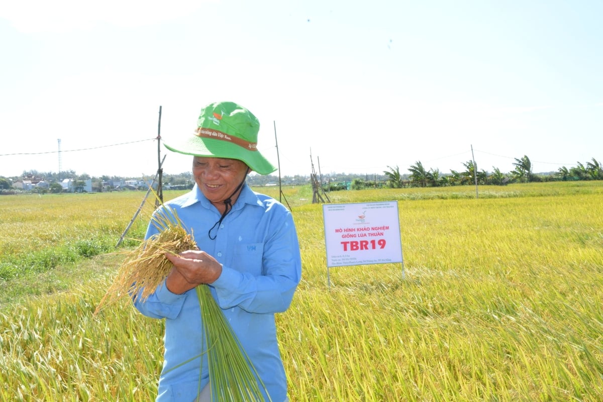 Ông Võ Văn Quế phấn khởi trước những bông TBR19 chắc hạt, ít đổ ngã sau vụ hè thu. Ảnh: Lan Anh. Ông Võ Văn Quế phấn khởi trước những bông TBR19 chắc hạt, ít đổ ngã sau vụ hè thu. Ảnh: Lan Anh.