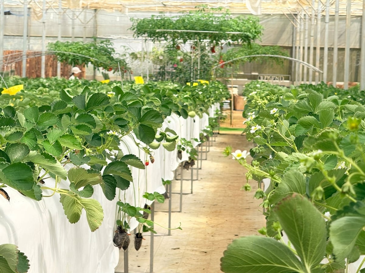 Dự án Đầu tư xây dựng cơ sở hạ tầng Khu nông nghiệp ứng dụng công nghệ cao Măng Đen - giai đoạn 1 đã triển khai khoảng 5,2 ha. Ảnh: Võ Hà. Dự án Đầu tư xây dựng cơ sở hạ tầng Khu nông nghiệp ứng dụng công nghệ cao Măng Đen - giai đoạn 1 đã triển khai khoảng 5,2 ha. Ảnh: Võ Hà.