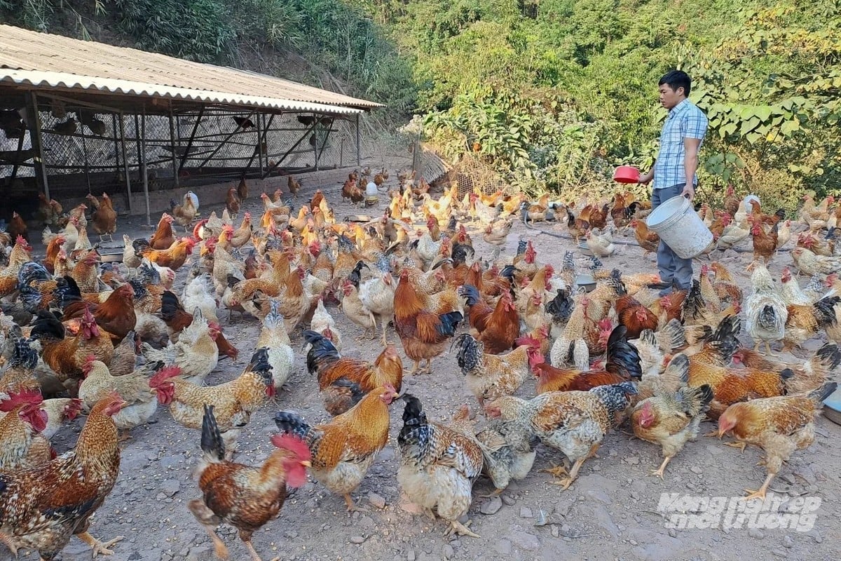 Gà Tiên Yên đã được xếp vào top 50 món ăn ngon nhất Việt Nam. Ảnh: Nguyễn Thành. Gà Tiên Yên đã được xếp vào top 50 món ăn ngon nhất Việt Nam. Ảnh: Nguyễn Thành.