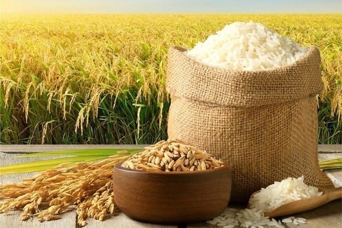 Cập nhật giá lúa gạo hôm nay 21/8/2026 mới nhất.
