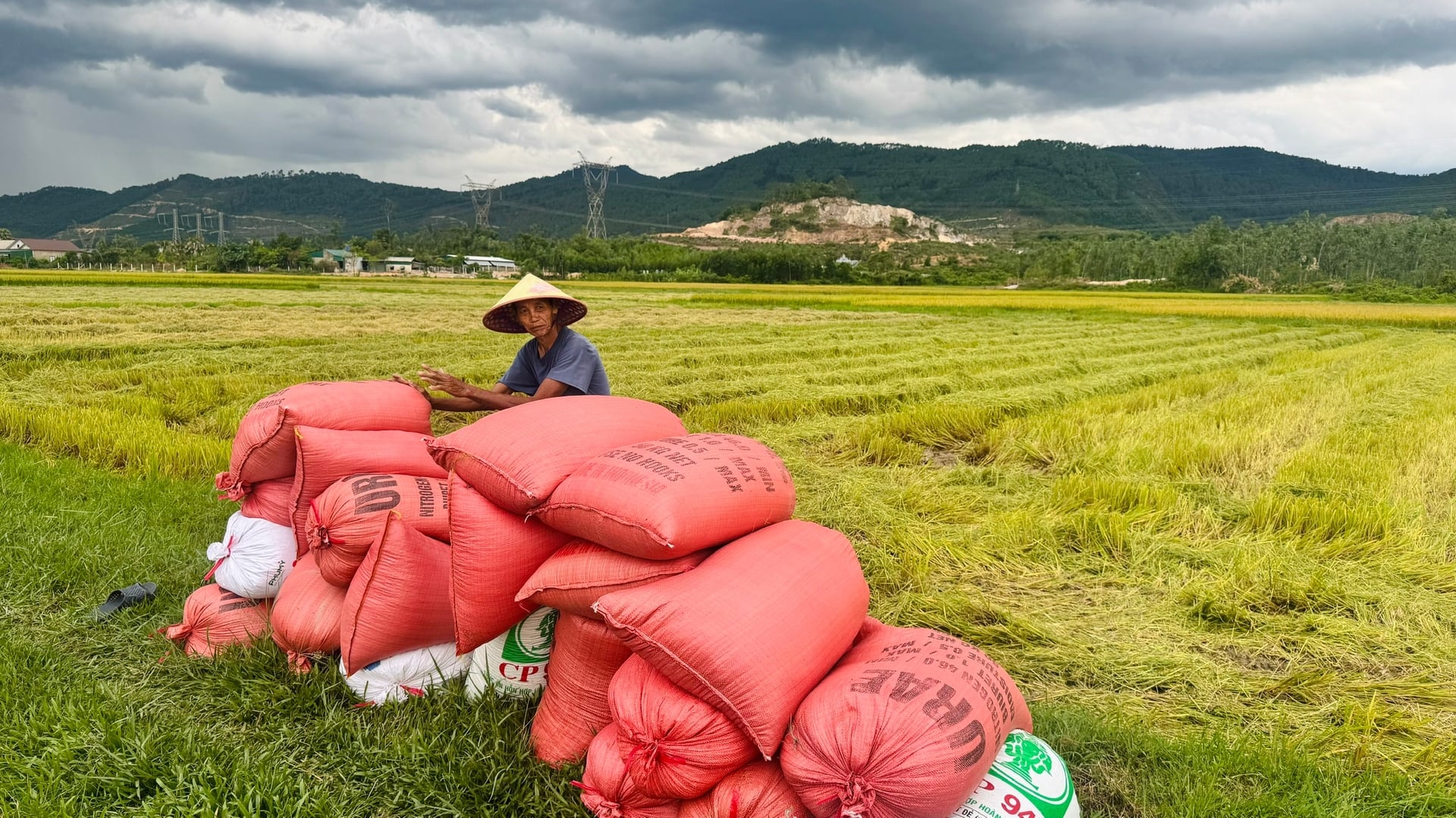Sau khi thu hoạch xong, người dân tập trung chở lúa về nhà. Ảnh: Ánh Nguyệt. Sau khi thu hoạch xong, người dân tập trung chở lúa về nhà. Ảnh: Ánh Nguyệt.