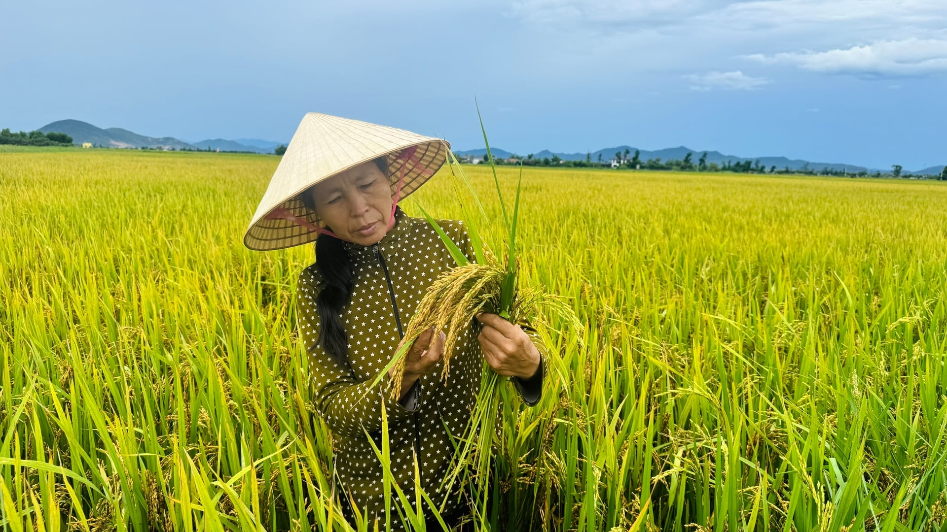 Người dân kiểm tra độ chín của lúa để chủ động thời điểm thu hoạch. Ảnh: Ánh Nguyệt. Người dân kiểm tra độ chín của lúa để chủ động thời điểm thu hoạch. Ảnh: Ánh Nguyệt.