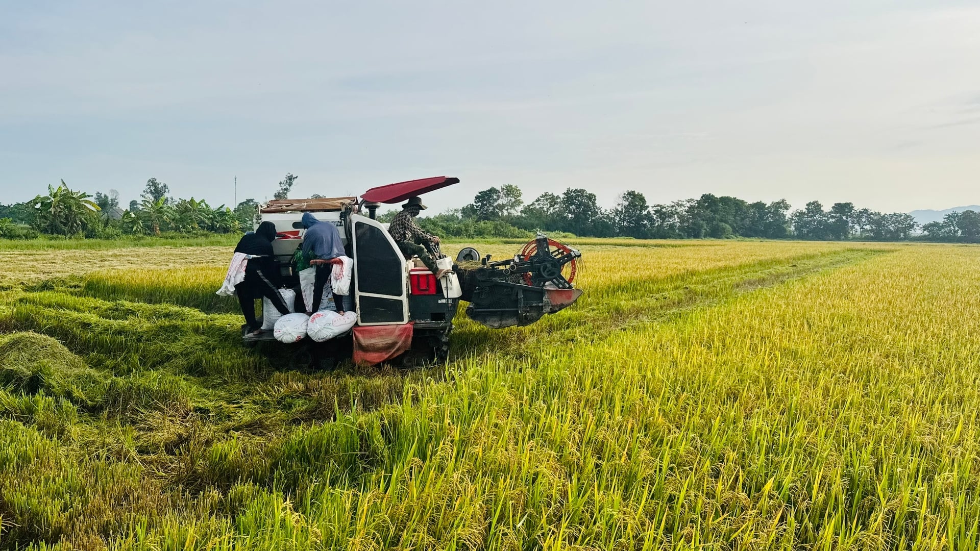 Hà Tĩnh phấn đấu hoàn thành thu hoạch lúa hè thu trước ngày 5/9, hạn chế thấp nhất nguy cơ thiệt hại do thời tiết bất lợi cuối vụ. Ảnh: Ánh Nguyệt. Hà Tĩnh phấn đấu hoàn thành thu hoạch lúa hè thu trước ngày 5/9, hạn chế thấp nhất nguy cơ thiệt hại do thời tiết bất lợi cuối vụ. Ảnh: Ánh Nguyệt.