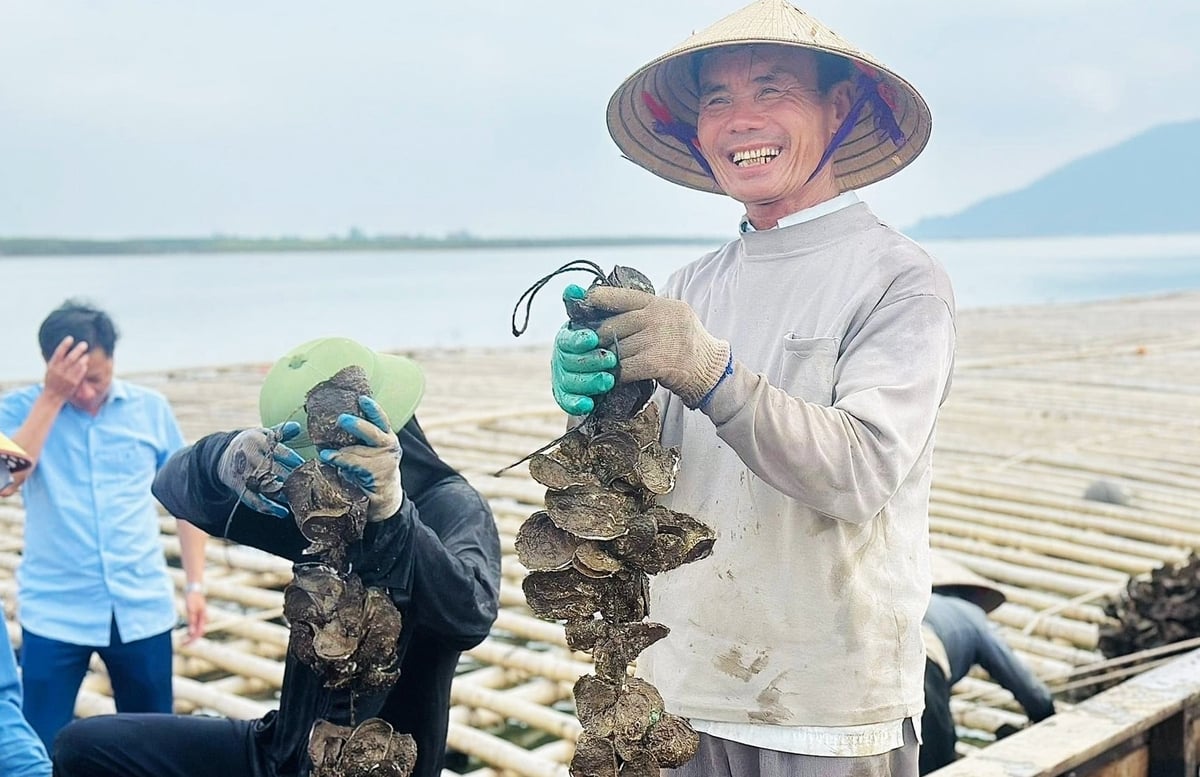Toàn tỉnh Hà Tĩnh hiện có hơn 420ha nuôi nhuyễn thể. Ảnh: Thanh Nga.