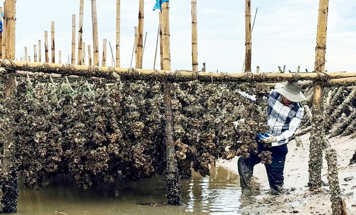 Nghề nuôi hàu cửa sông đang phát triển mạnh tại Hà Tĩnh. Ảnh: Thanh Nga.