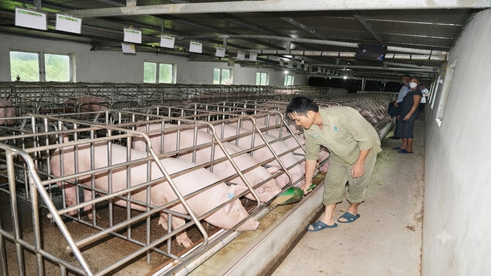 Hưng Yên hỗ trợ 20 triệu đồng khi người dân được cấp VietGAHP. Ảnh minh họa: baohungyen.vn.