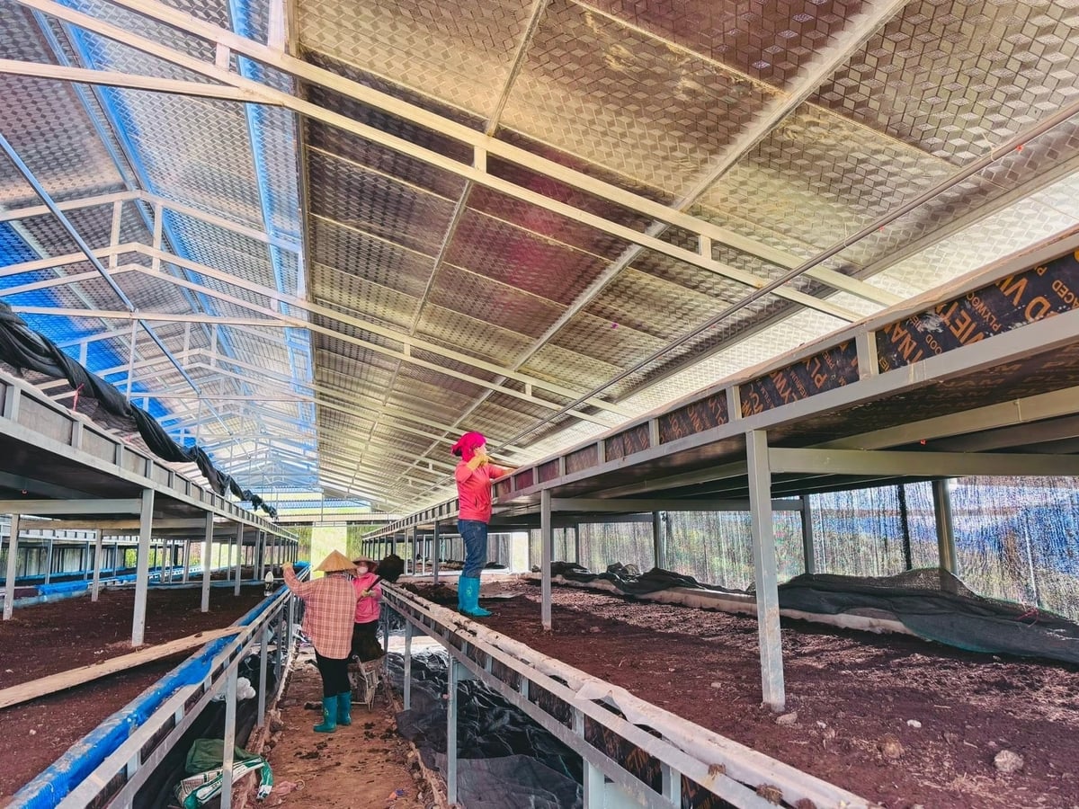 Người dân phát triển chăn nuôi gia cầm gắn với sản xuất nông nghiệp, tận dụng nguồn chất thải làm phân bón, góp phần bảo vệ môi trường và hướng tới phát triển nông nghiệp xanh, sạch, bền vững. Ảnh: Farm Sipaphin. Người dân phát triển chăn nuôi gia cầm gắn với sản xuất nông nghiệp, tận dụng nguồn chất thải làm phân bón, góp phần bảo vệ môi trường và hướng tới phát triển nông nghiệp xanh, sạch, bền vững. Ảnh: Farm Sipaphin.