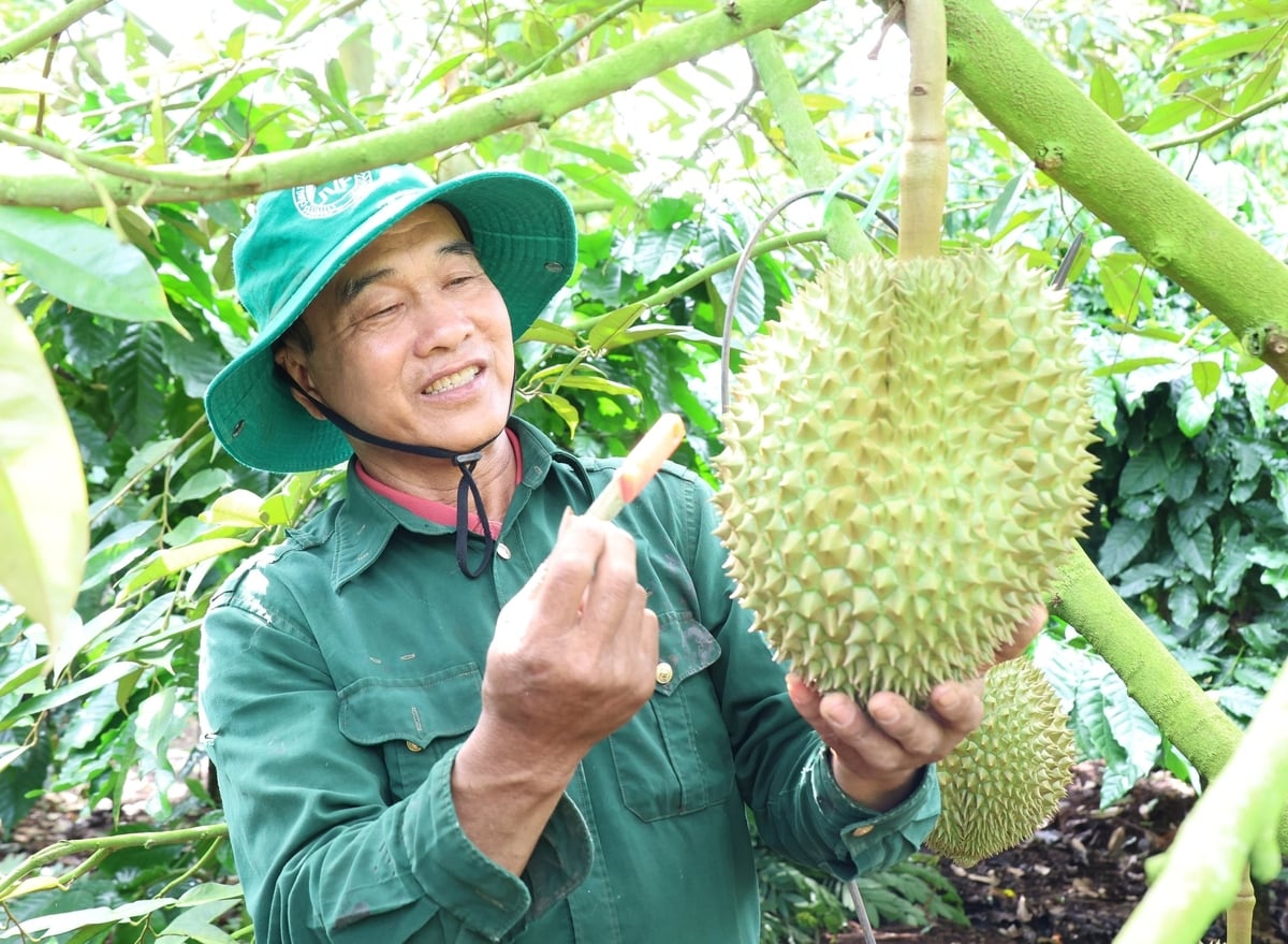 Ông Nguyễn Văn Châu, trú thôn 1, xã Ea Ktur, tỉnh Đắk Lắk kiểm tra trái sầu riêng để chuẩn bị cho thương lái vào thu mua. Ảnh: Phạm Hoài.