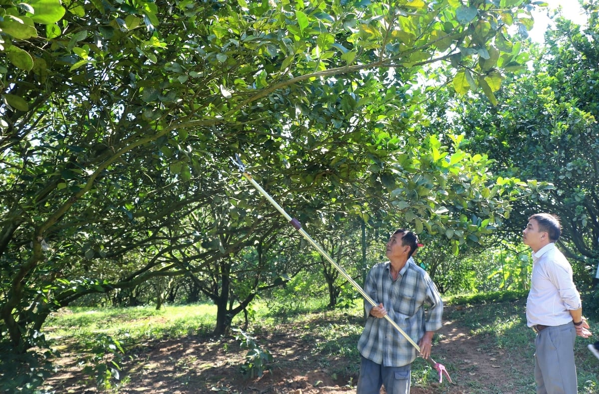 Một vười bưởi tại xã Bắc Khánh Vĩnh áp dụng quản lý sức khỏe cây trồng tổng hợp (IPHM). Ảnh: Kim Sơ.