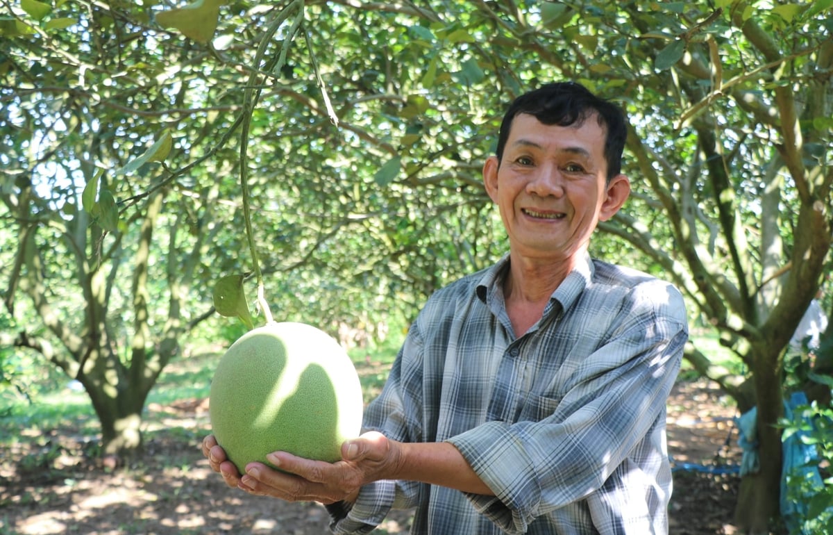 Ông Nguyễn Văn Ngọc ở thôn Suối Sâu, xã Bắc Khánh Vĩnh cho biết, nhờ áp dụng IPHM, vườn bưởi cho năng suất, chất lượng quả vượt trội. Ảnh: Kim Sơ.