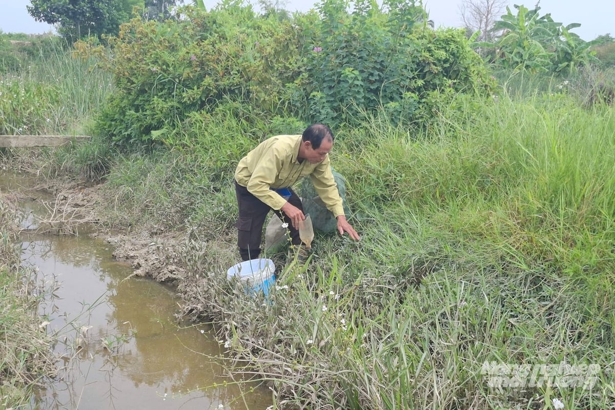 Theo ông Điệp, muốn 'nuôi cáy' trong đồng, phải tạo được môi trường sống cho chúng giống ngoài tự nhiên. Ảnh: Trung Quân.