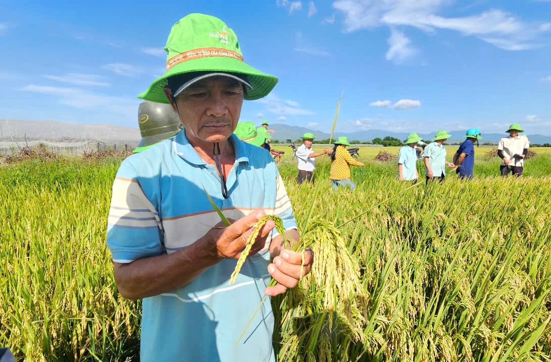 Nông dân đánh giá giống lúa TBR919 bông lúa to, hạt xếp dày. Ảnh: KS.