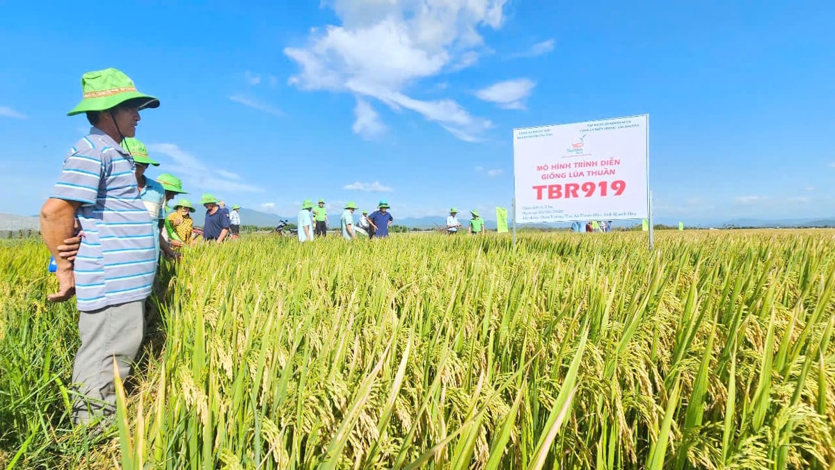 Giống lúa TBR919 được trình diễn tại xã Phước Hậu, tỉnh Khánh Hòa. Ảnh: KS.