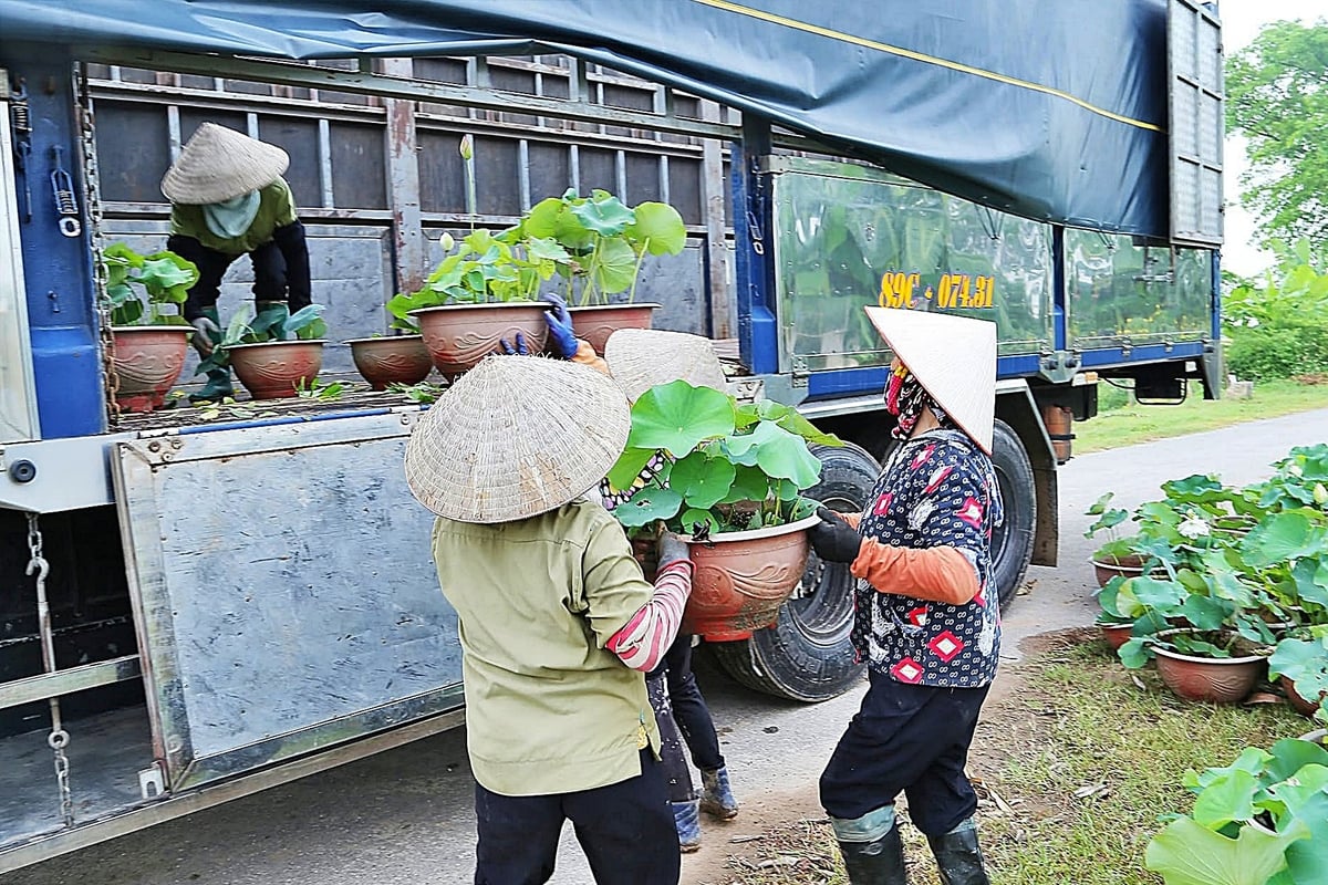 Không chỉ gói gọn tại Đồng bằng sông Hồng, cây sen đã leo lên những vùng đất khó như Lào Cai. Ảnh: Bảo Thắng.