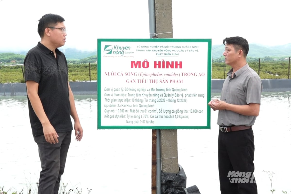 Anh Bùi Hữu Sơn (phải) hướng dẫn người dân quy trình nuôi cá song trong ao. Ảnh: Nguyễn Thành.