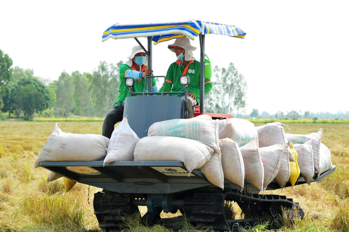 Nông dân, hợp tác xã, doanh nghiệp... đang kỳ vọng lớn vào những đột phá về chính sách từ Luật Đất đai sửa đổi. Ảnh: Lê Hoàng Vũ.