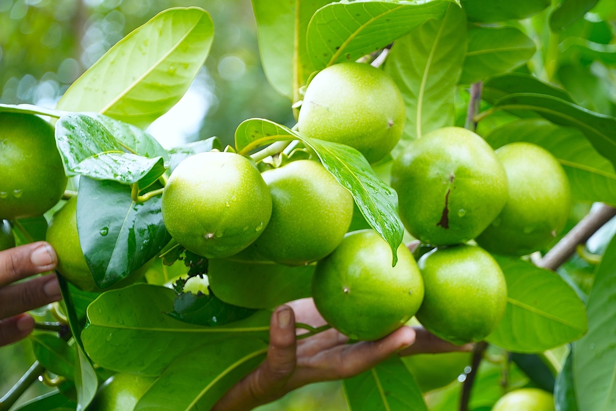 Hồng sô cô la có trái khá lớn từ 300-400g/trái, cá biệt có trái tới 700g hoặc 1kg. Ảnh: Kim Anh.