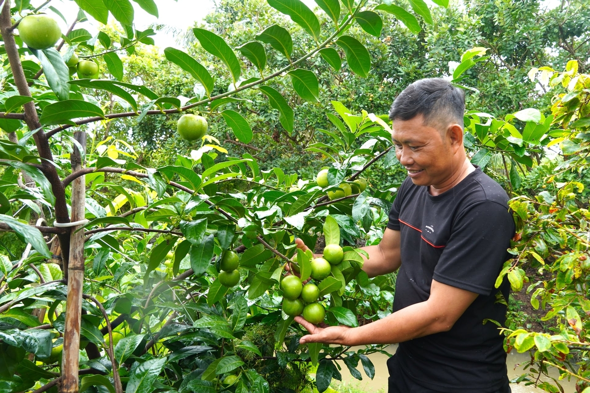 Xã Nhơn Mỹ sẽ tiếp tục theo dõi, hỗ trợ kỹ thuật và đánh giá hiệu quả trước khi nhân rộng mô hình trồng hồng sô cô la. Ảnh: Kim Anh.