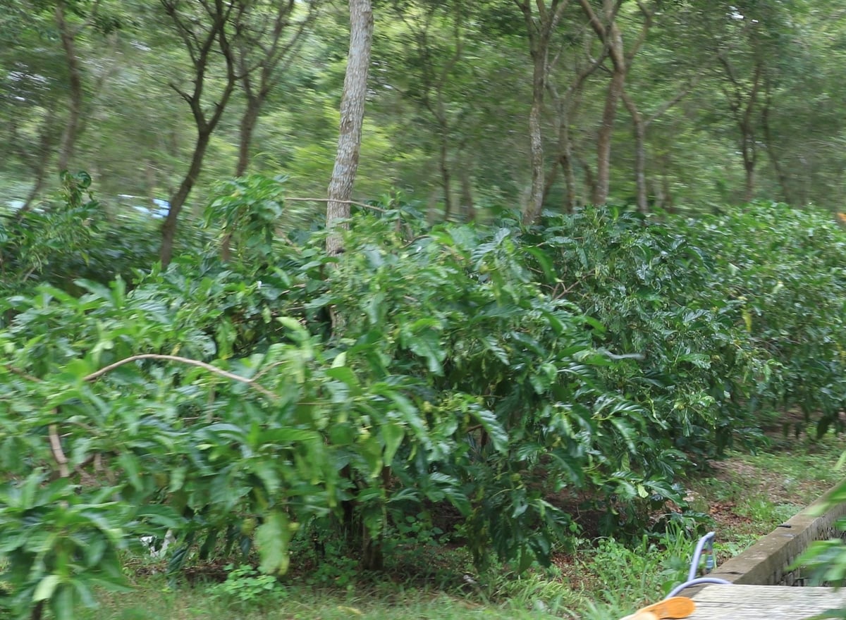 Một vườn nhàu được chăm bón hoàn toàn bằng phân hữu cơ tự sản xuất của Trang Linh. Ảnh: Thanh Sơn.