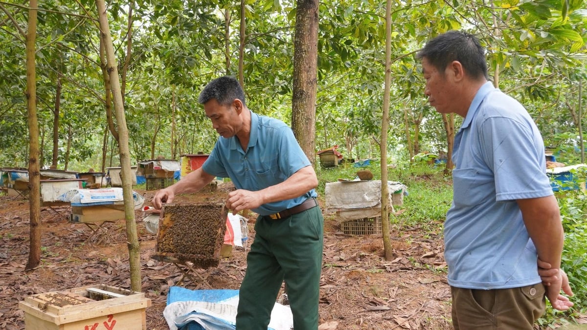 Khi thăm ong cần nhẹ nhàng, tránh làm động tổ vì ong có thể trở nên hung hăng và đốt người. Ảnh: Minh Toàn.